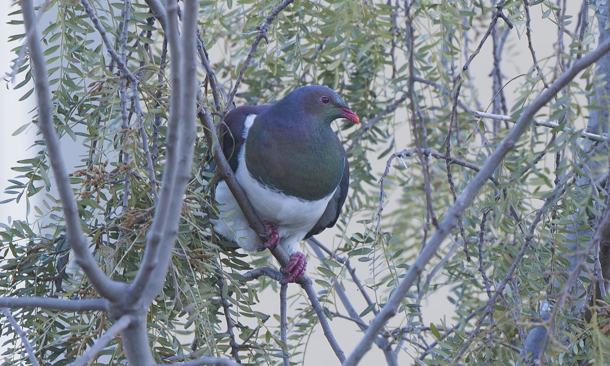 New Zealand Pigeon - ML643997393