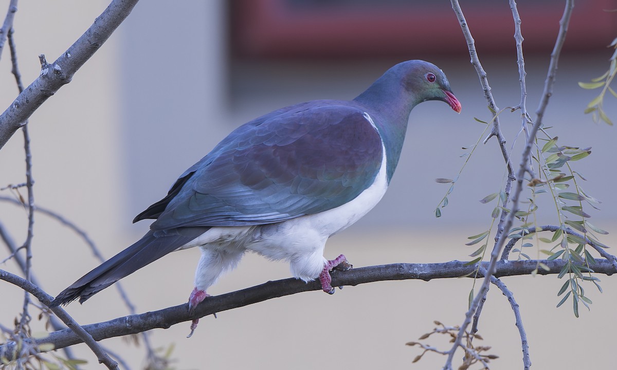 New Zealand Pigeon - ML643997394