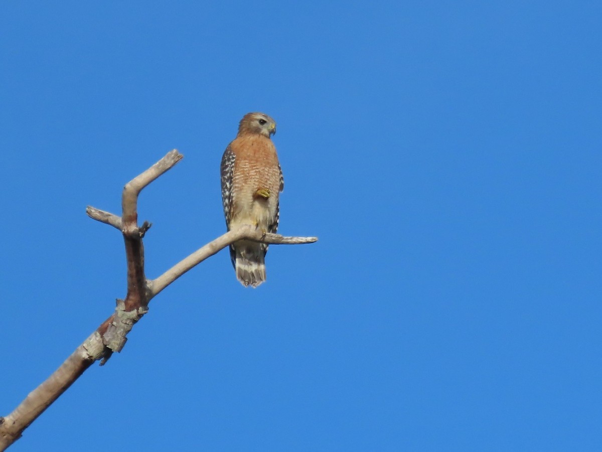 カタアカノスリ - ML643997396