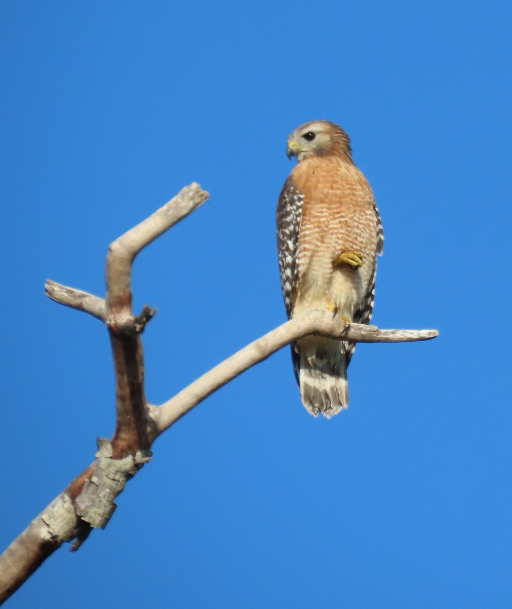 カタアカノスリ - ML643997397