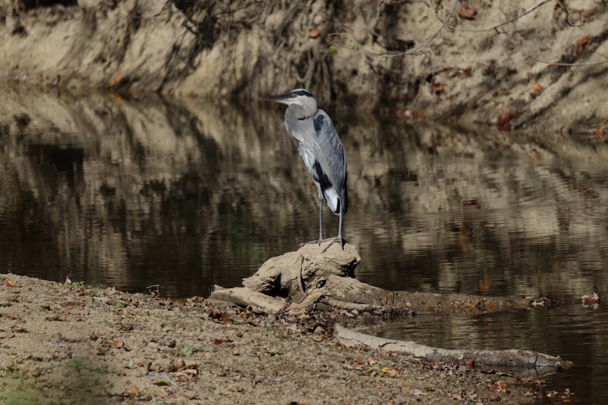 Great Blue Heron - ML643997400