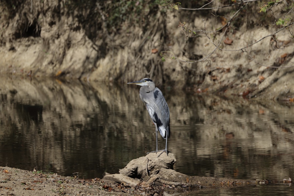 Great Blue Heron - ML643997401