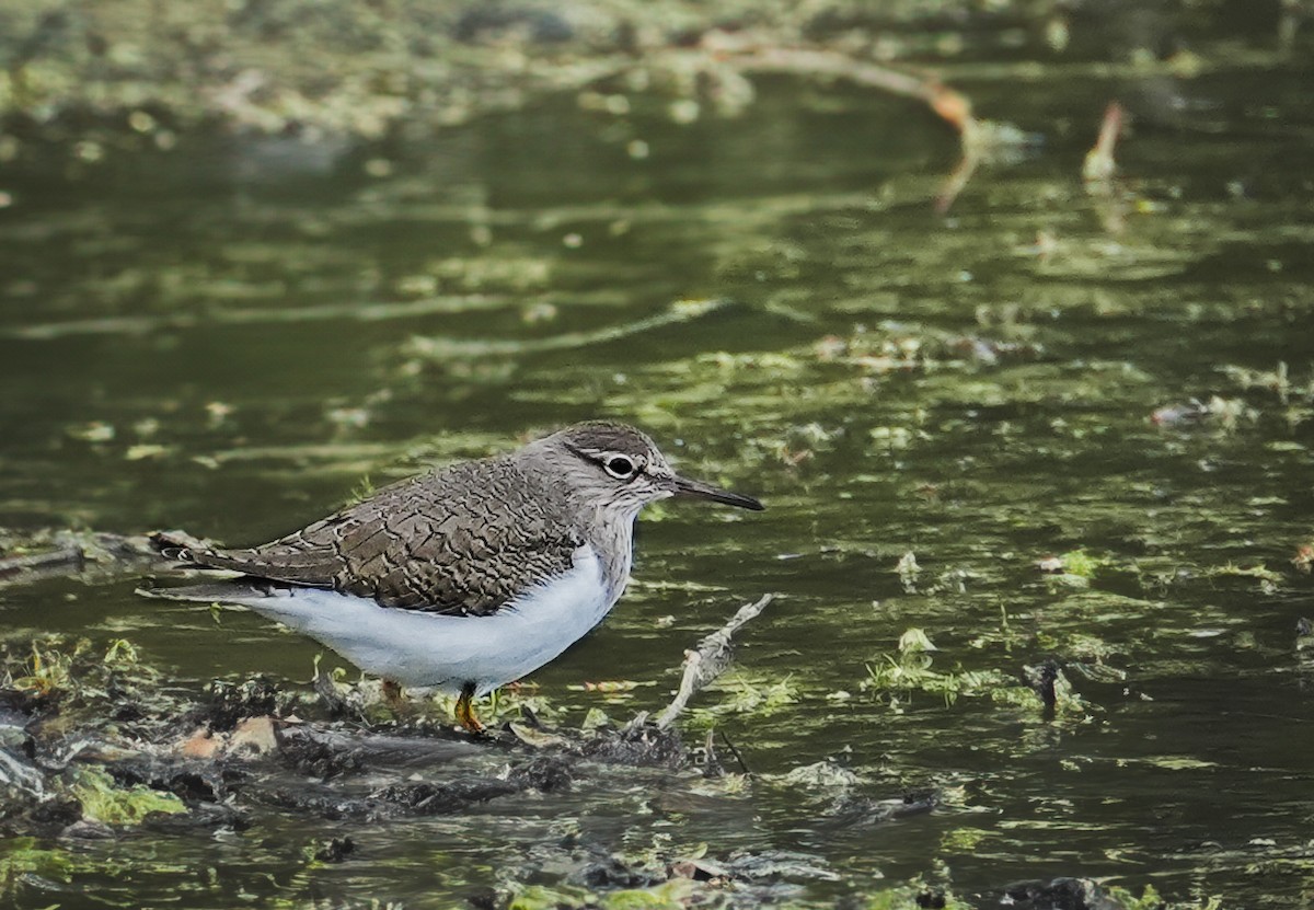 磯鷸 - ML643997405