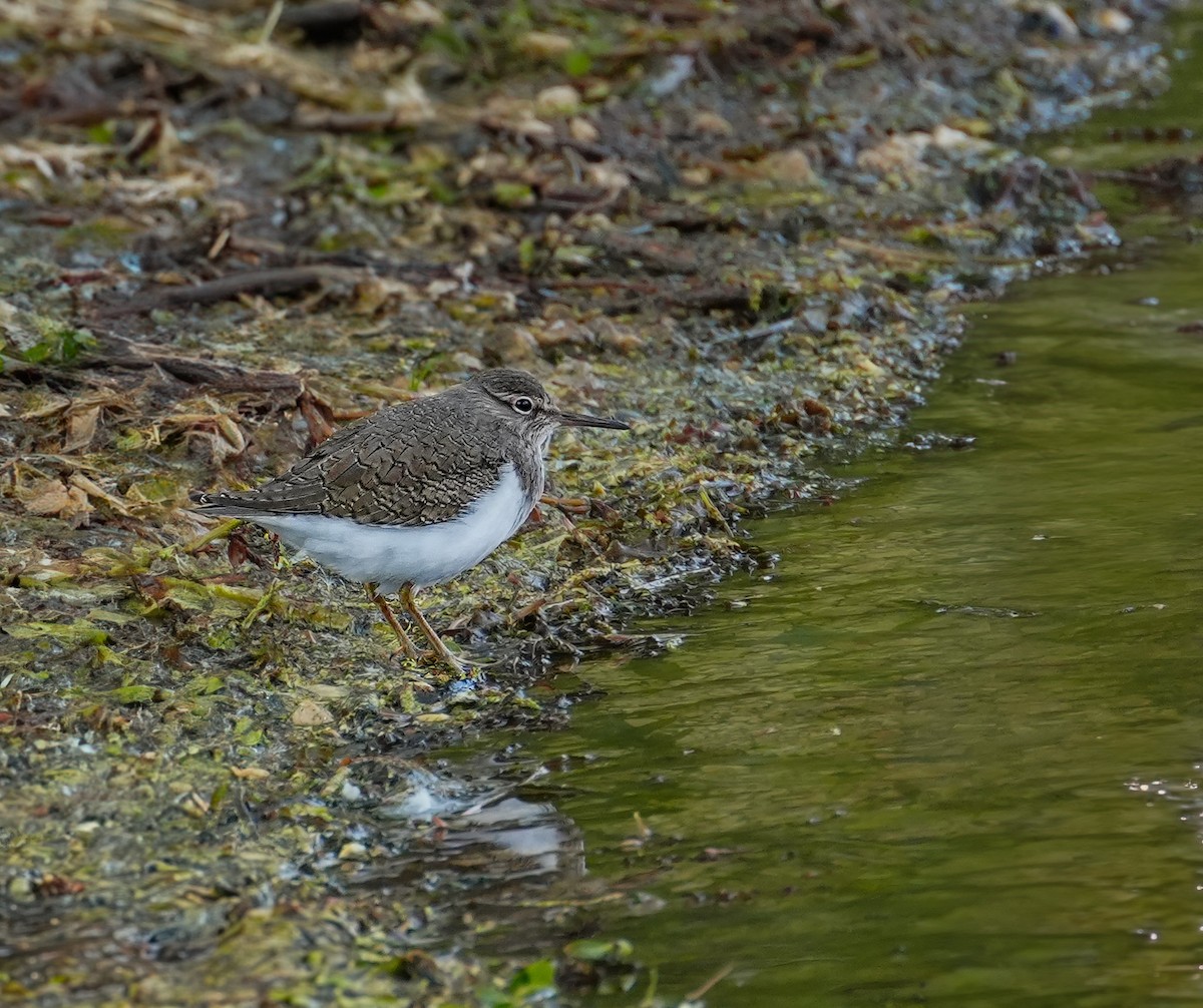 磯鷸 - ML643997406