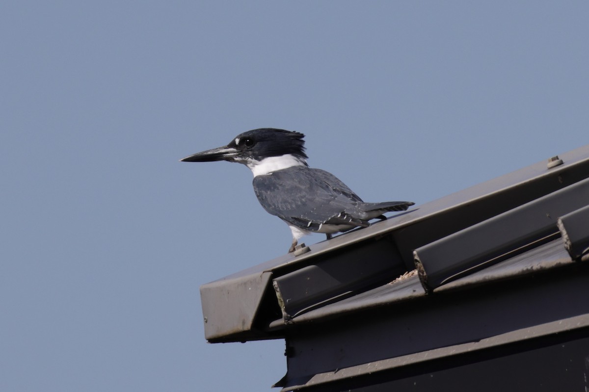 Belted Kingfisher - ML643997423