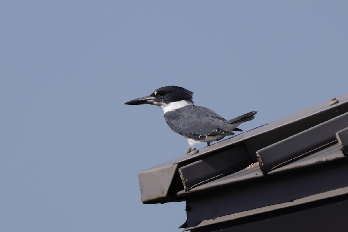 Belted Kingfisher - ML643997424