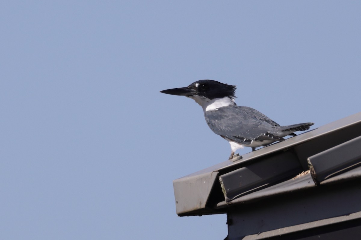 Belted Kingfisher - ML643997425