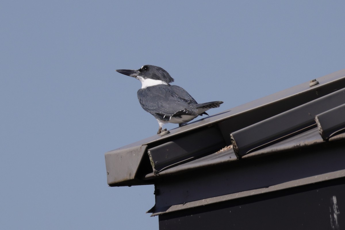 Belted Kingfisher - ML643997426