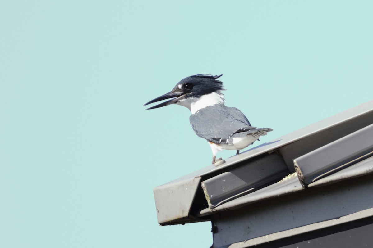 Belted Kingfisher - ML643997427