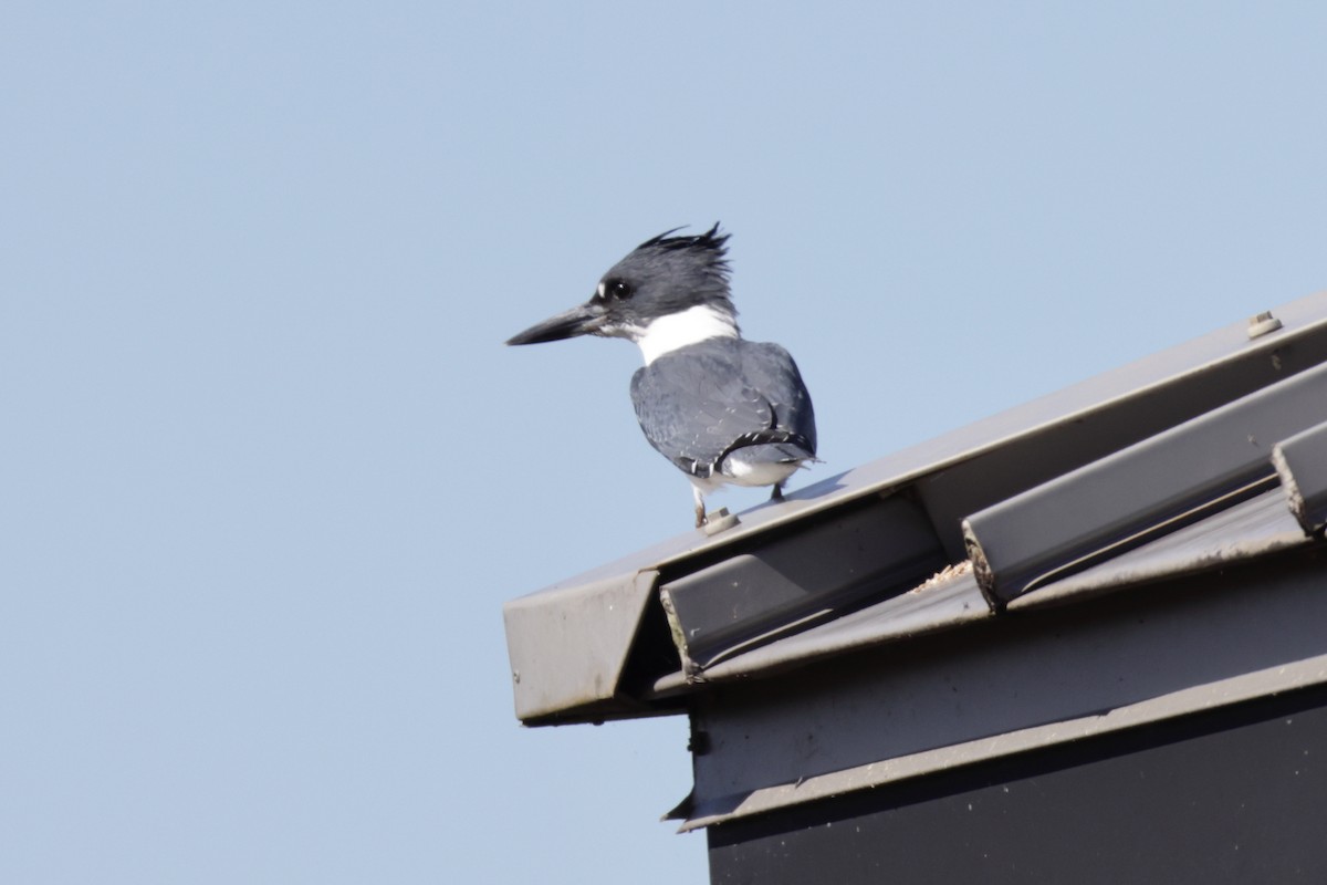 Belted Kingfisher - ML643997428