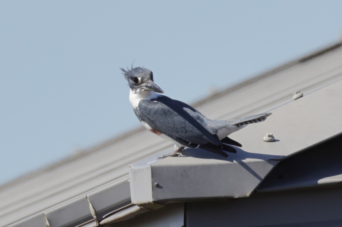Belted Kingfisher - ML643997429