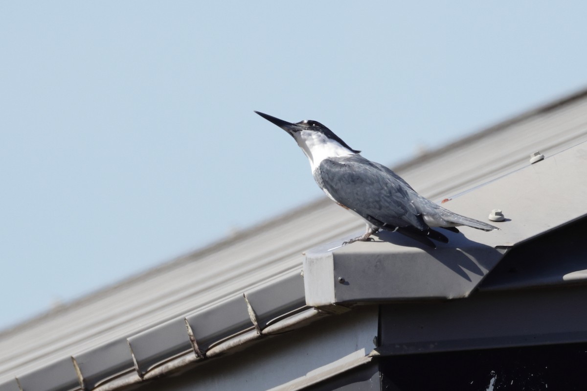 Belted Kingfisher - ML643997430