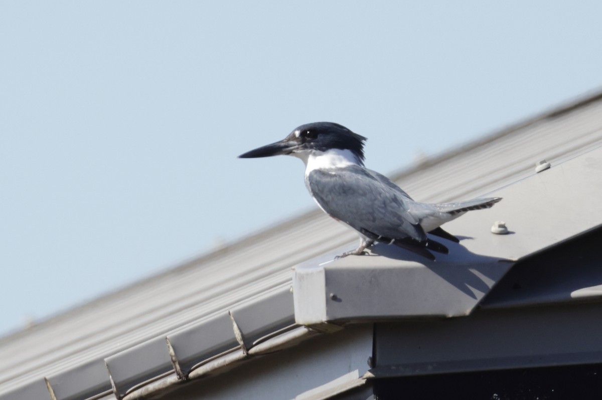 Belted Kingfisher - ML643997431