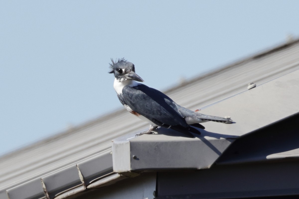Belted Kingfisher - ML643997432