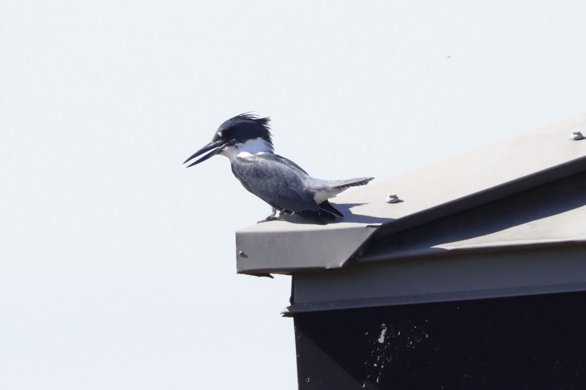 Belted Kingfisher - ML643997433