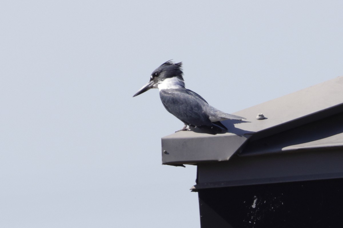 Belted Kingfisher - ML643997434