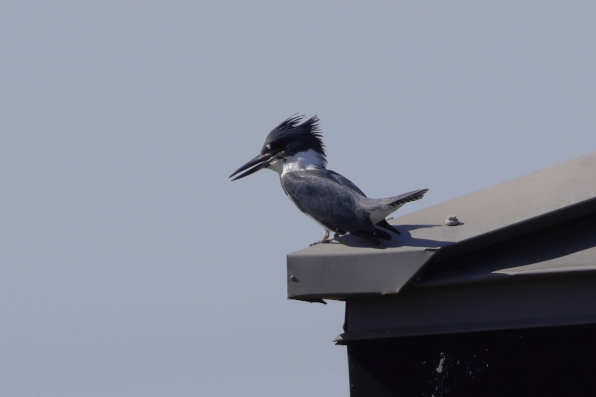 Belted Kingfisher - ML643997435
