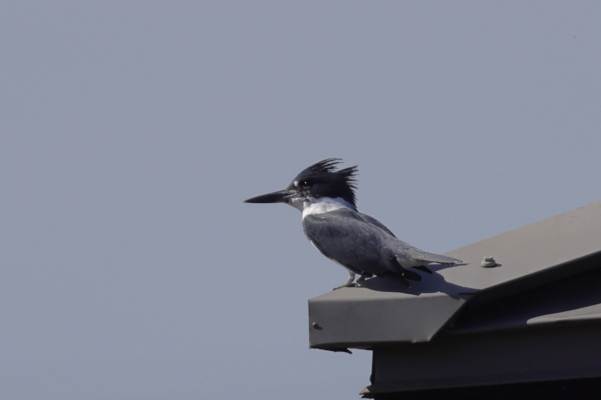 Belted Kingfisher - ML643997436