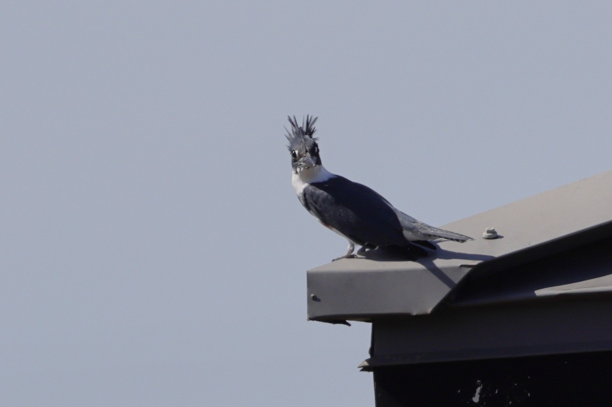 Belted Kingfisher - ML643997437