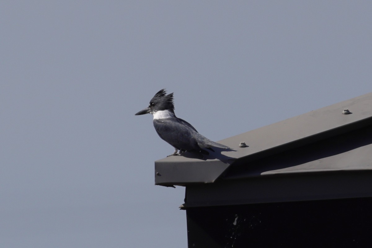 Belted Kingfisher - ML643997438