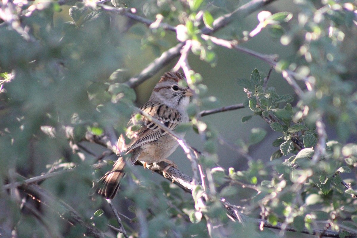 Rufous-winged Sparrow - ML643997444