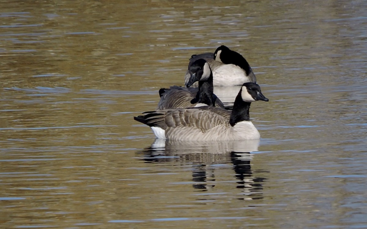 Canada Goose - ML643997445
