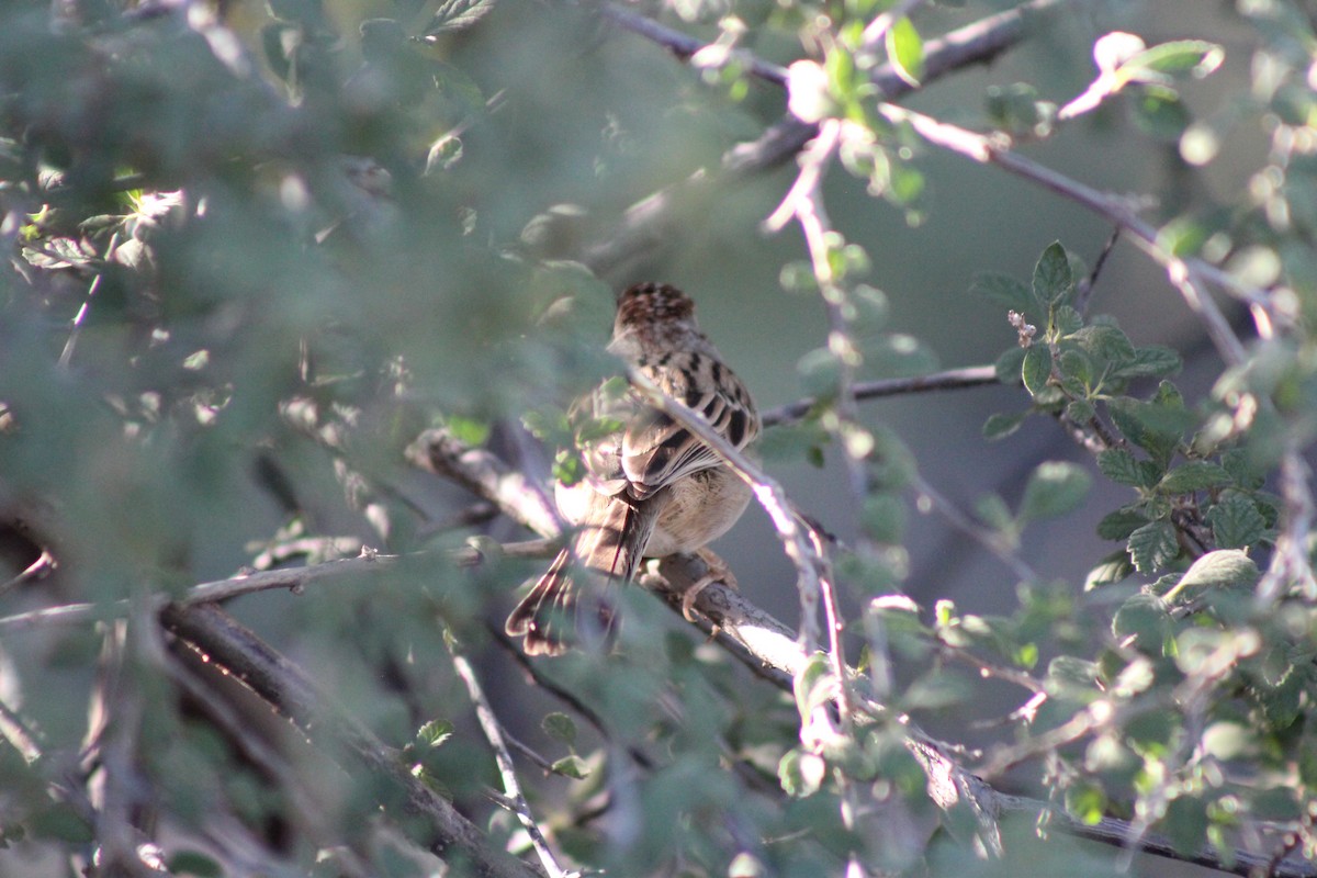 Rufous-winged Sparrow - ML643997446