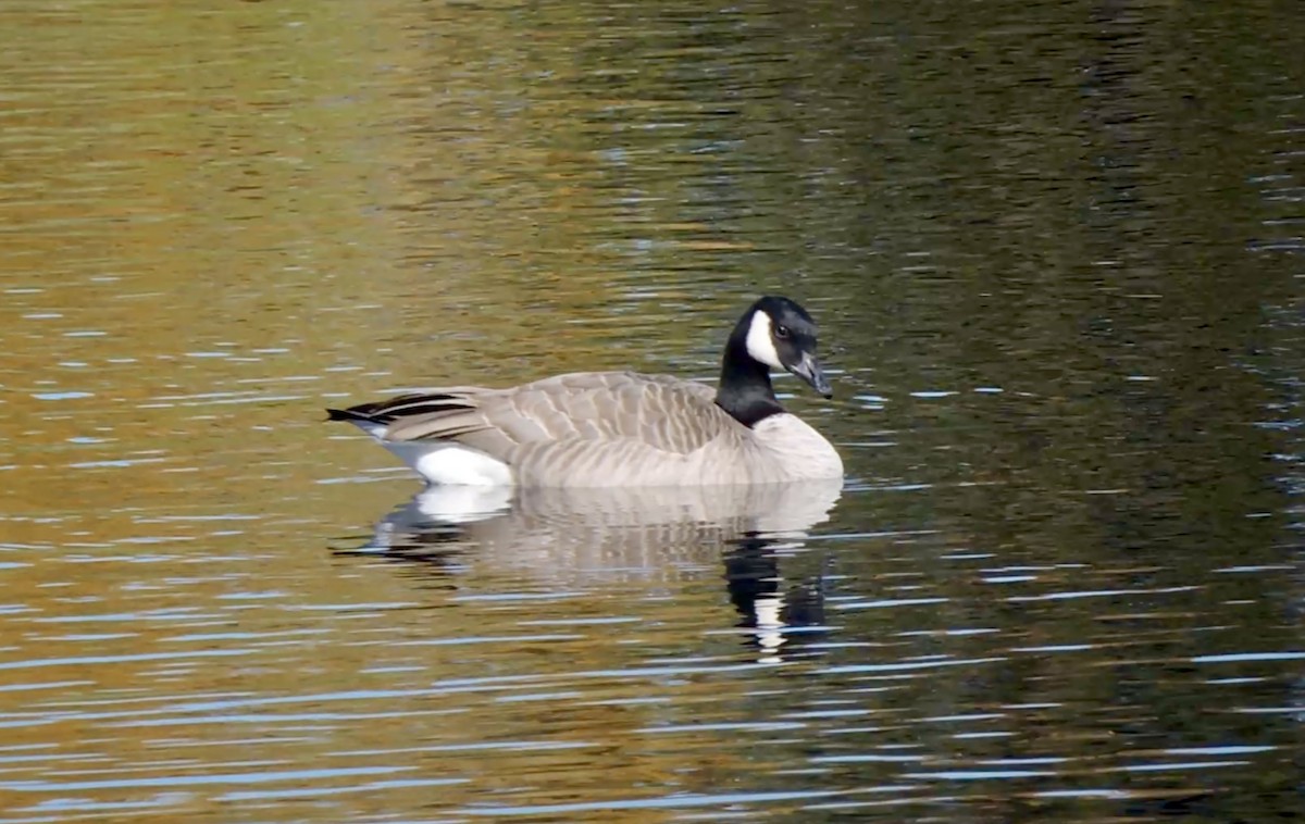 Canada Goose - ML643997447