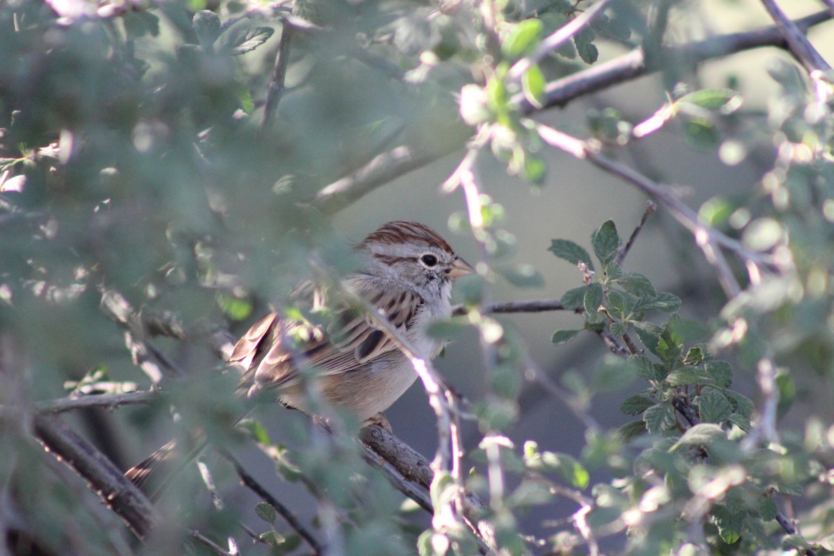 Rufous-winged Sparrow - ML643997448