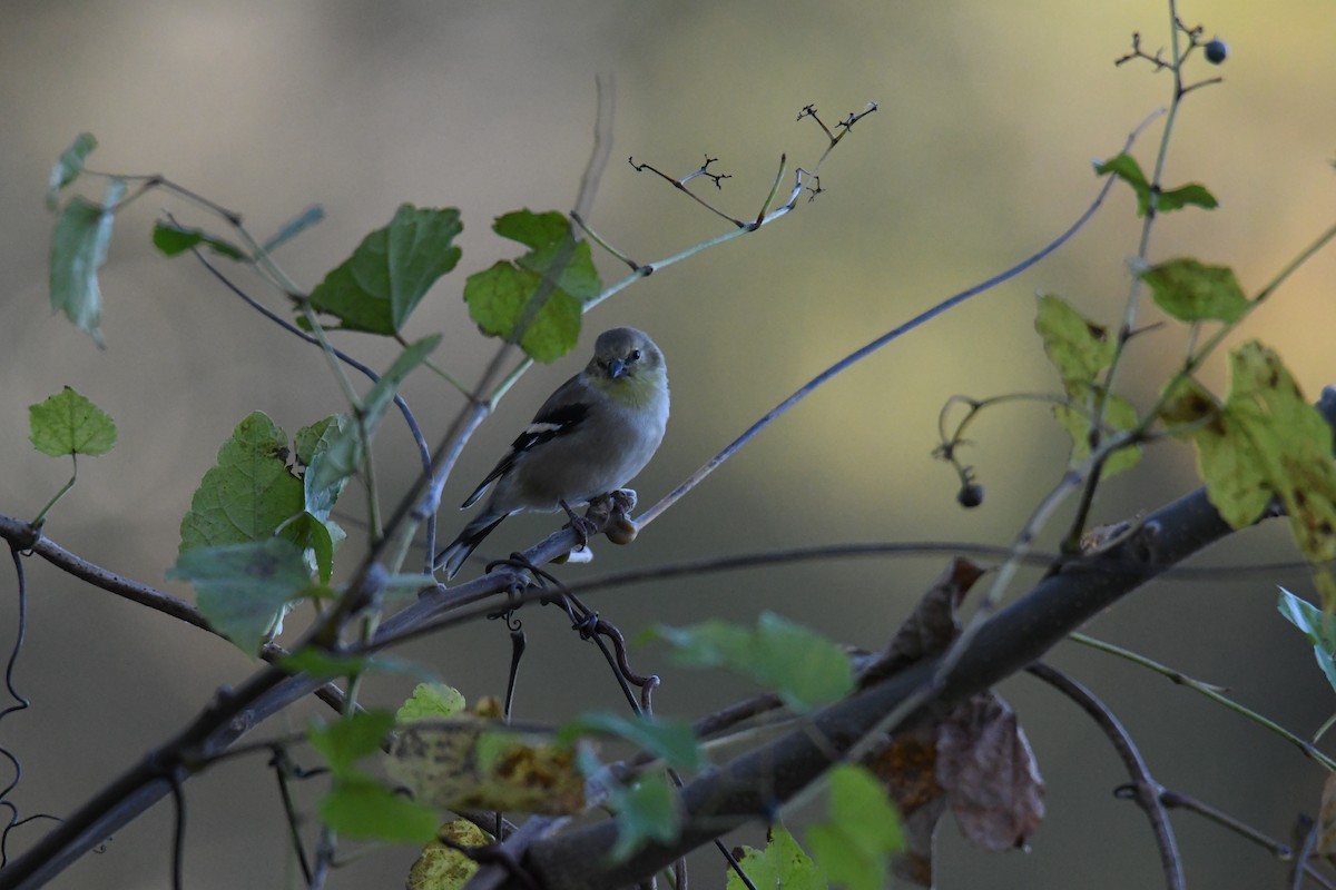 Altın İskete - ML643997456