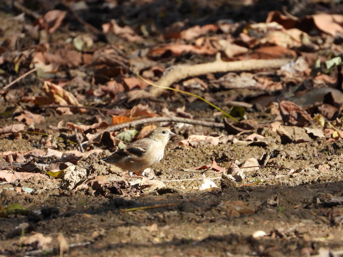 Altın İskete - ML643997457