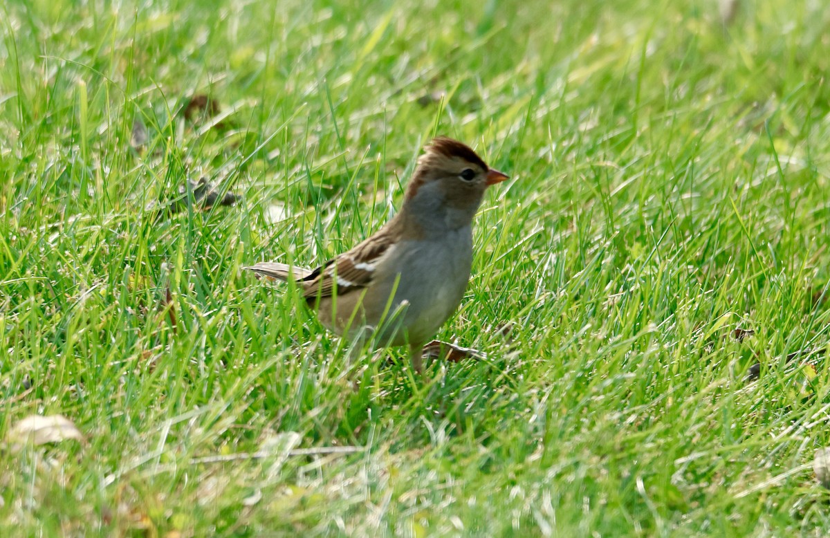 White-crowned Sparrow - ML643997469
