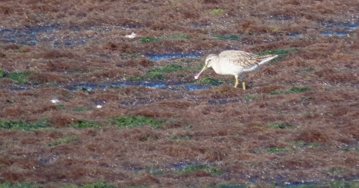 アメリカオオハシシギ - ML643997479