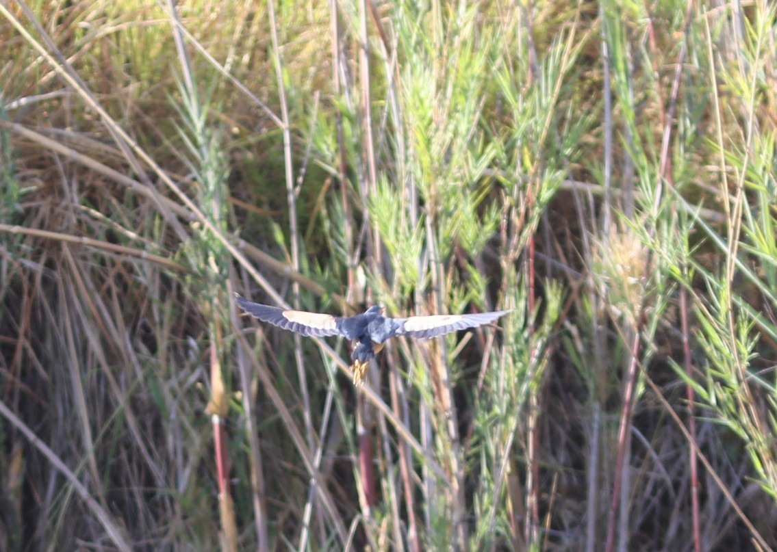 Little Bittern - ML643997487