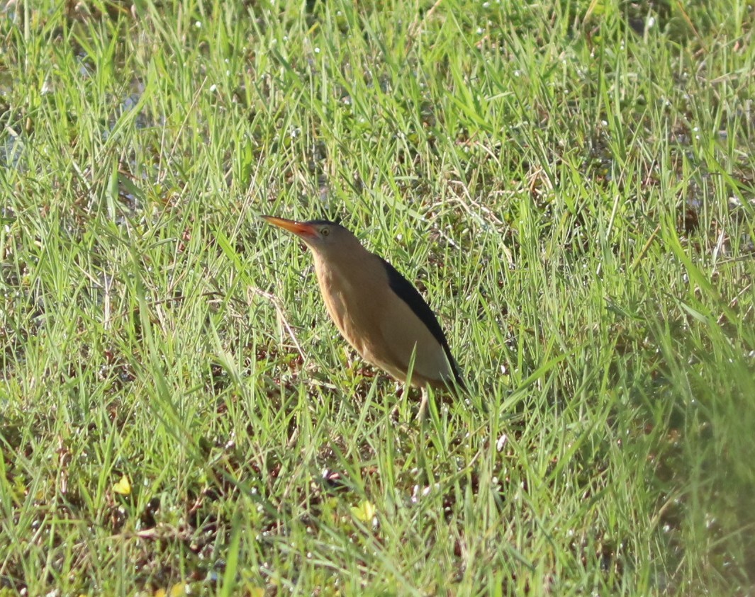 Little Bittern - ML643997488