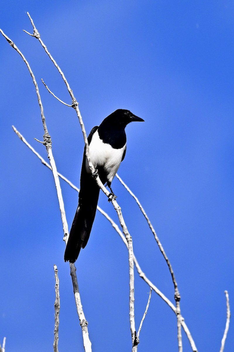 アメリカカササギ - ML643997492