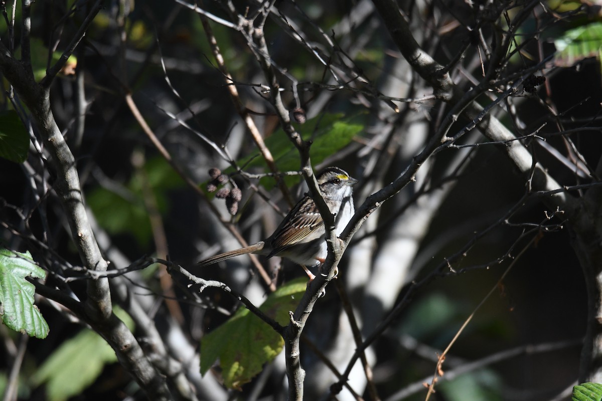 Ak Boğazlı Serçe - ML643997502