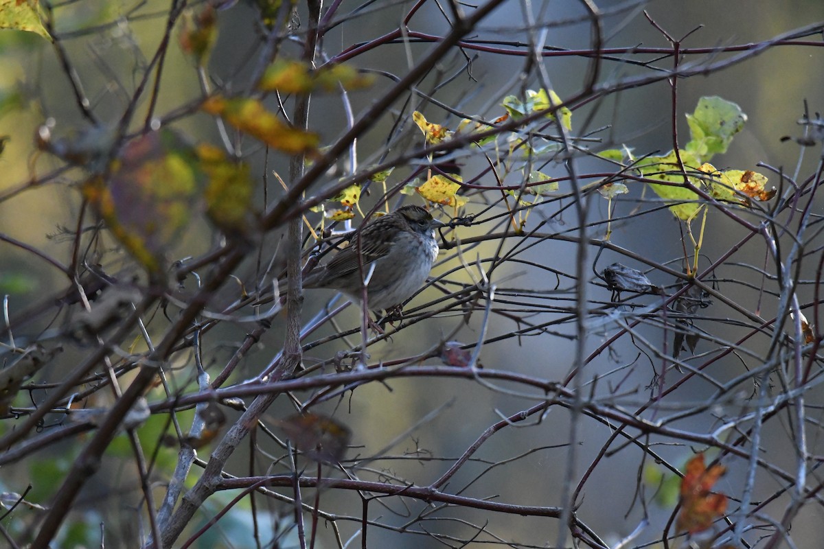 Ak Boğazlı Serçe - ML643997510