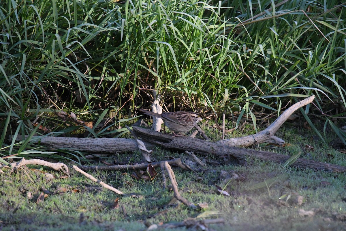 Ak Boğazlı Serçe - ML643997511