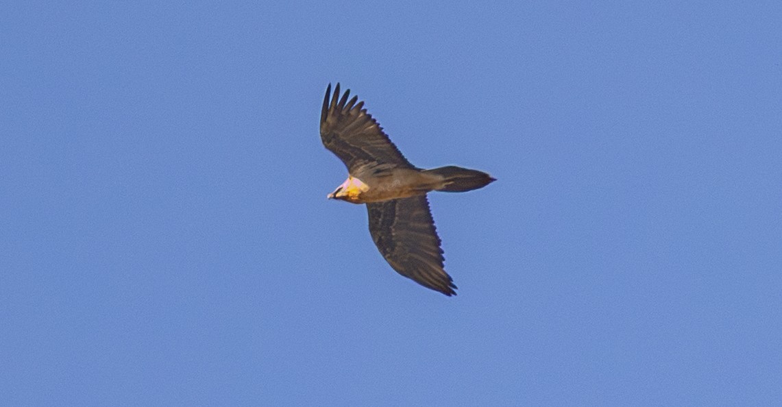 Bearded Vulture - ML643997519