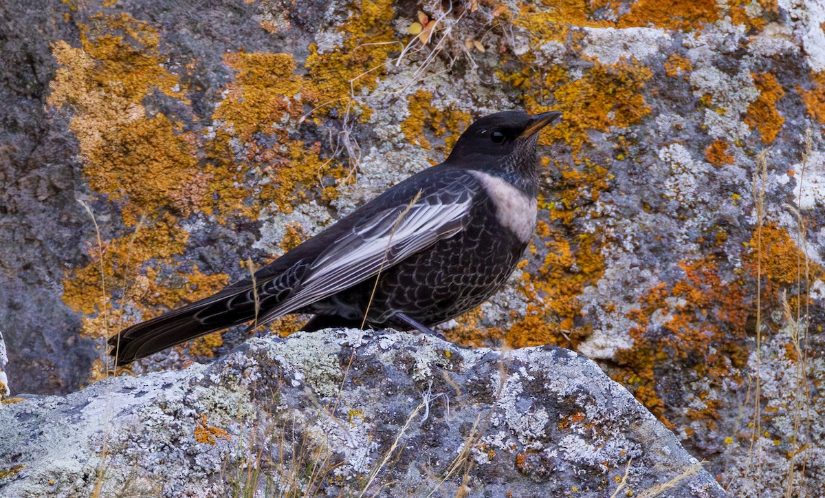 Ring Ouzel (Caucasian) - ML643997536