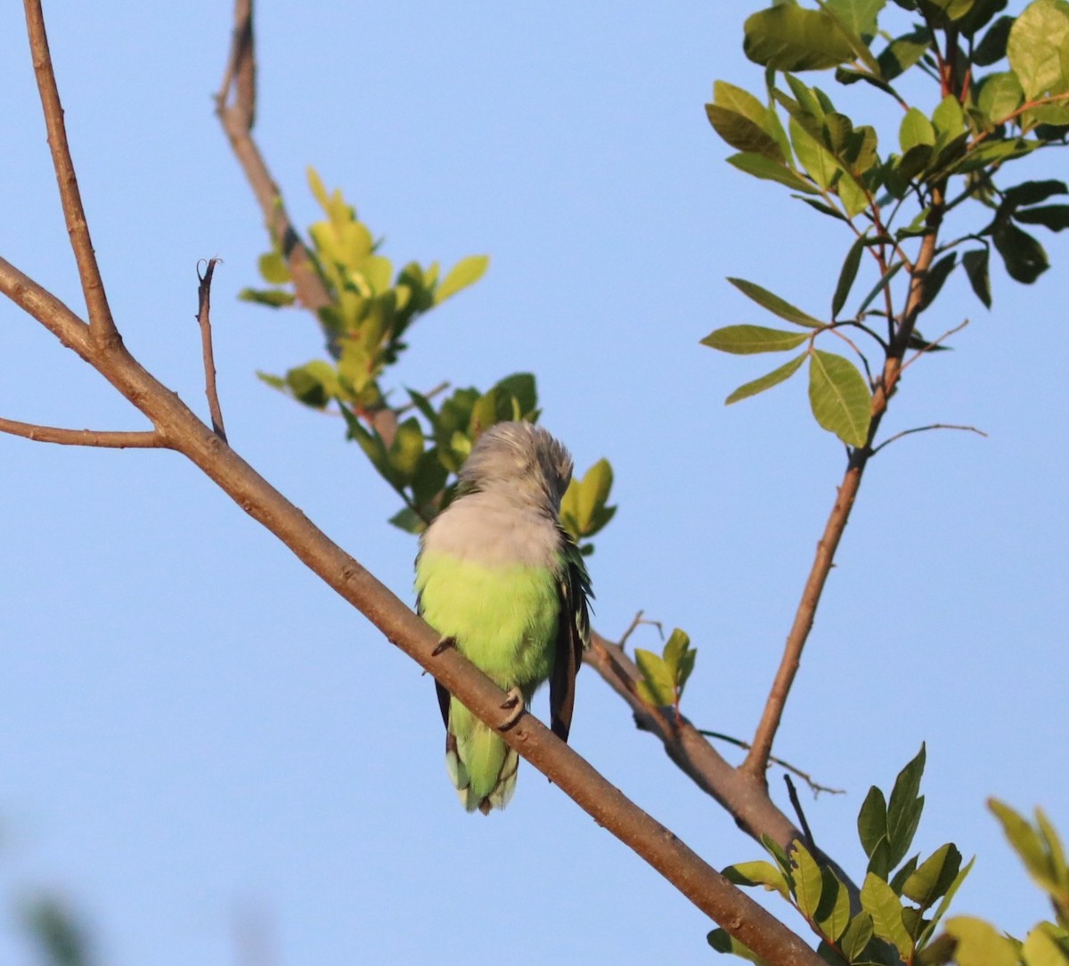 Grauköpfchen - ML643997545