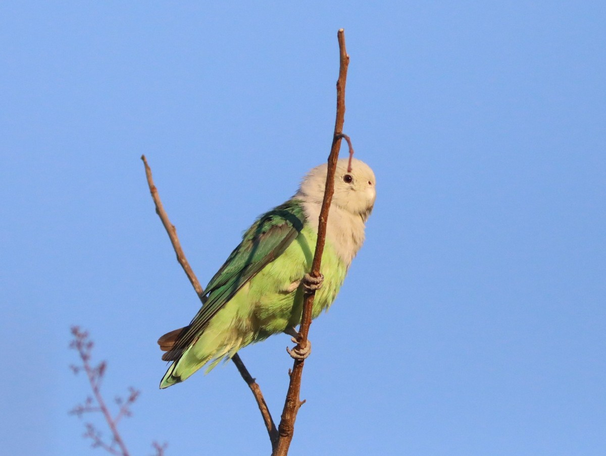 Grauköpfchen - ML643997547