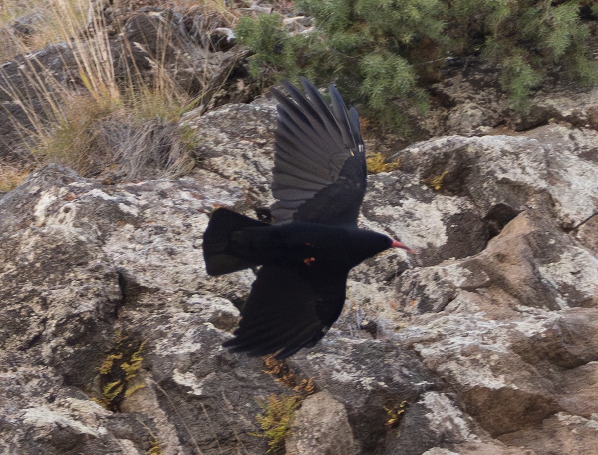 Red-billed Chough - ML643997565