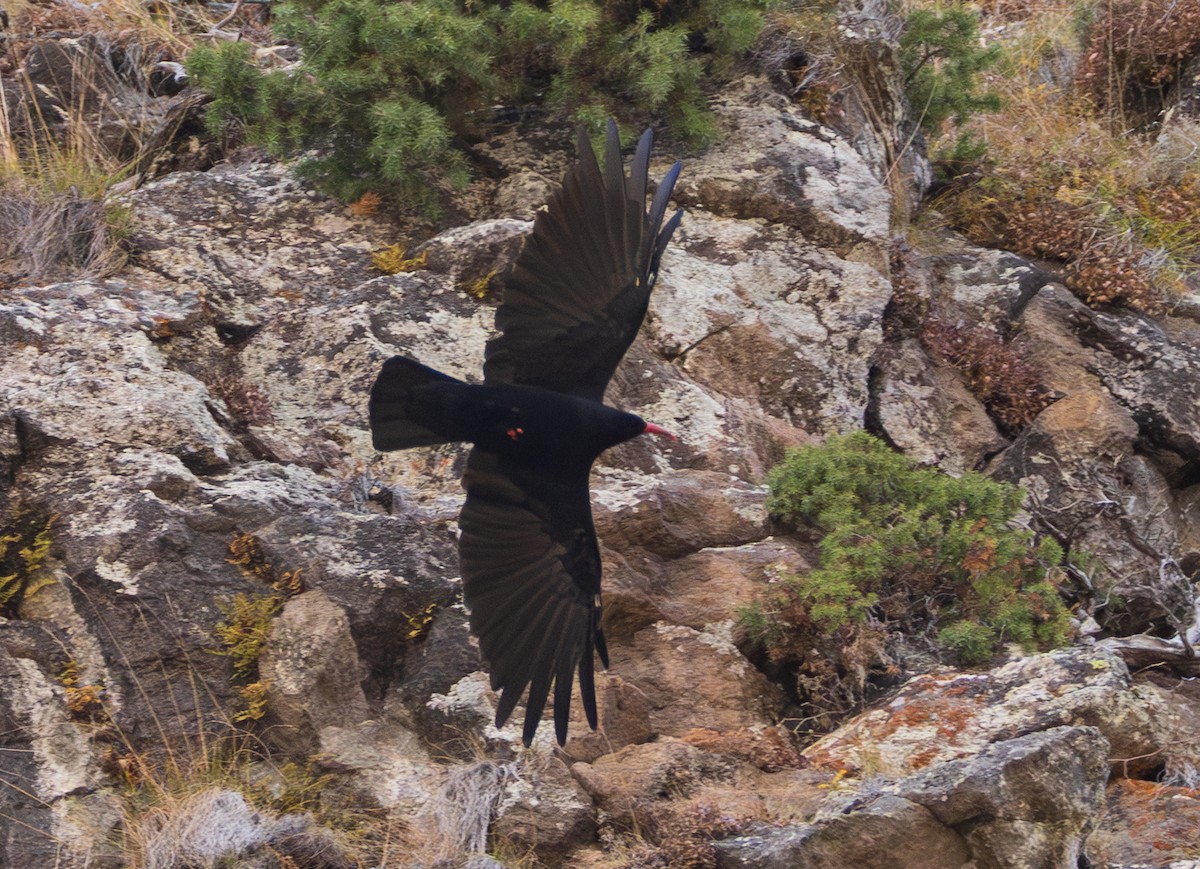 Red-billed Chough - ML643997566