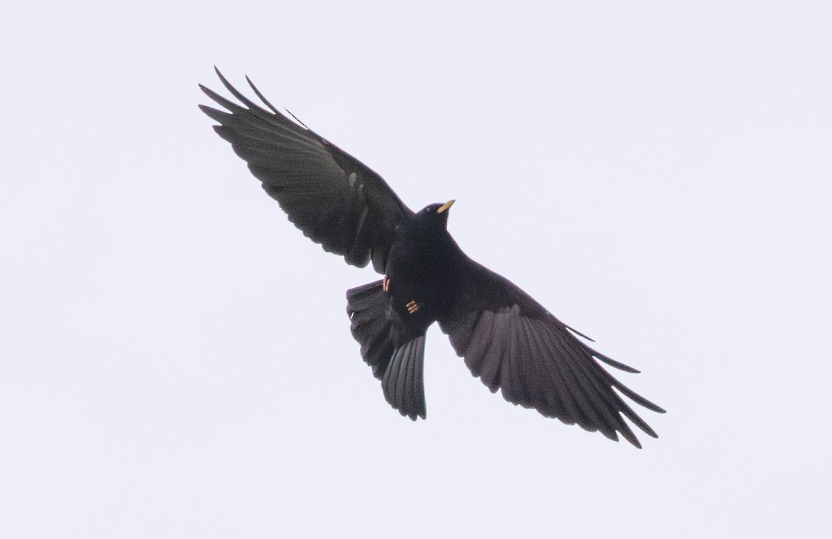 Yellow-billed Chough - ML643997572