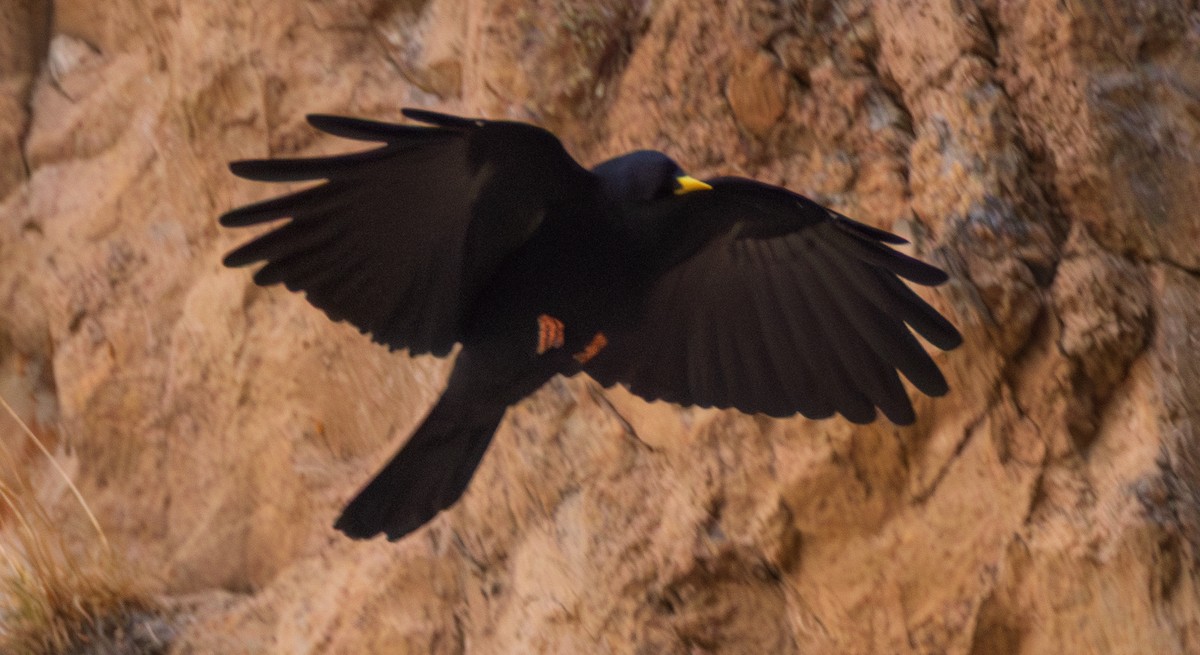 Yellow-billed Chough - ML643997573