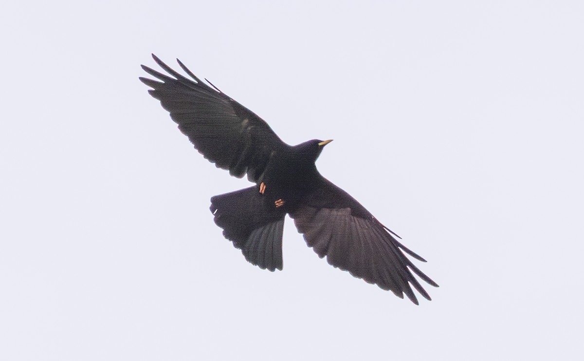 Yellow-billed Chough - ML643997574