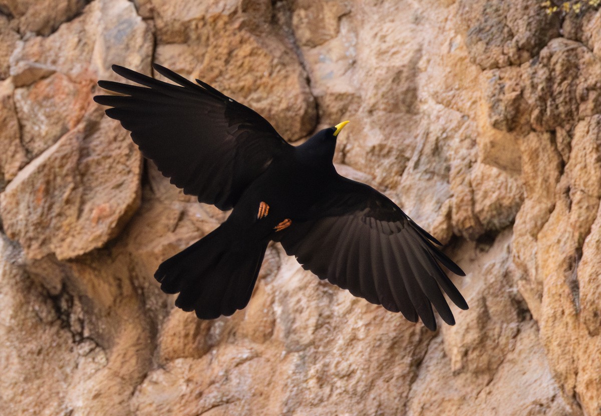 Yellow-billed Chough - ML643997575