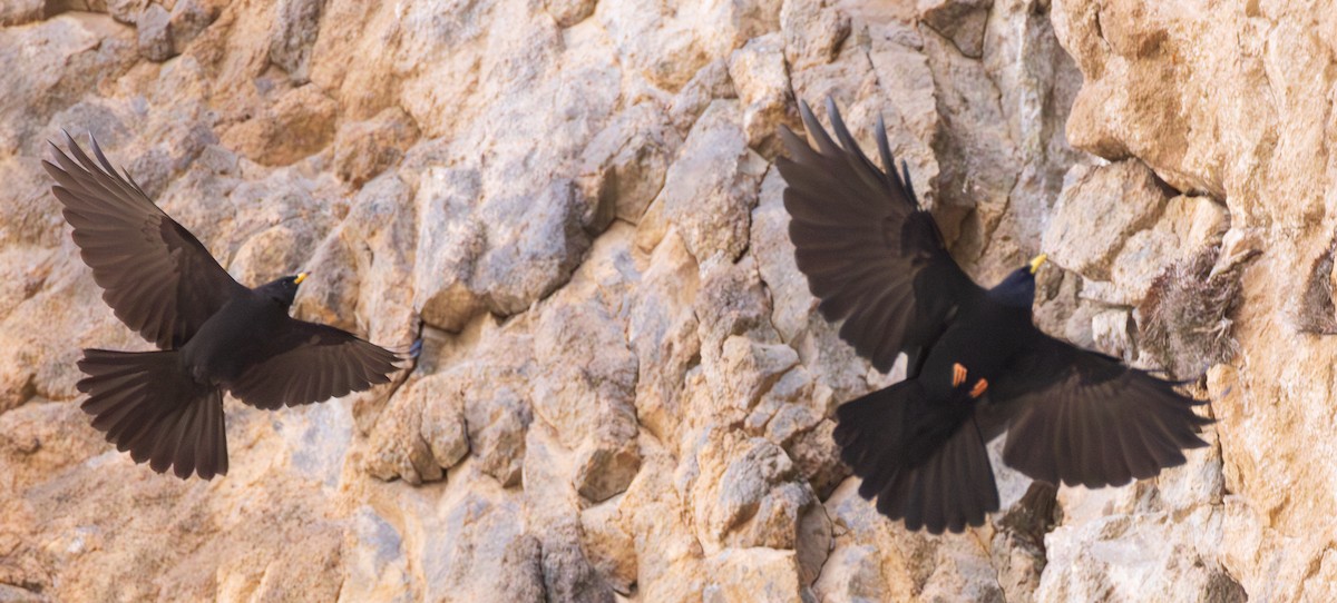 Yellow-billed Chough - ML643997576